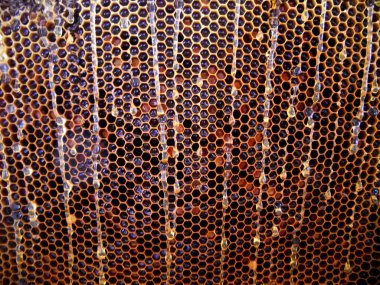 Fotoğraf gösterileri: arı kovanı, tatlım nektar, kovan kanatlı oğul arı, petek, balmumu, özel arı kovanı, arıcı, balmumu. Arı kovanı bal beeswaxes, peteğin, arıcılar için. Apiculture kovan petek oluşur.