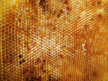 Fotoğraf gösterileri: arı kovanı, tatlım nektar, kovan kanatlı oğul arı, petek, balmumu, özel arı kovanı, arıcı, balmumu. Arı kovanı bal beeswaxes, peteğin, arıcılar için. Apiculture kovan petek oluşur.