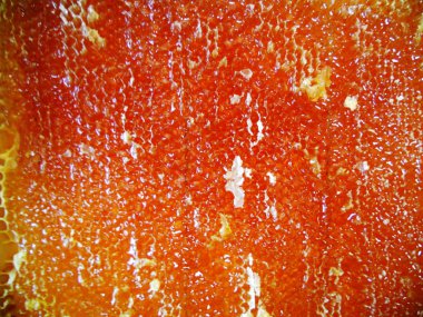 Fotoğraf gösterileri: arı kovanı, tatlım nektar, kovan kanatlı oğul arı, petek, balmumu, özel arı kovanı, arıcı, balmumu. Arı kovanı bal beeswaxes, peteğin, arıcılar için. Apiculture kovan petek oluşur.