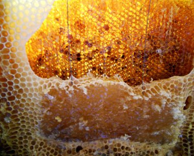 Fotoğraf gösterileri: arı kovanı, tatlım nektar, kovan kanatlı oğul arı, petek, balmumu, özel arı kovanı, arıcı, balmumu. Arı kovanı bal beeswaxes, peteğin, arıcılar için. Apiculture kovan petek oluşur.