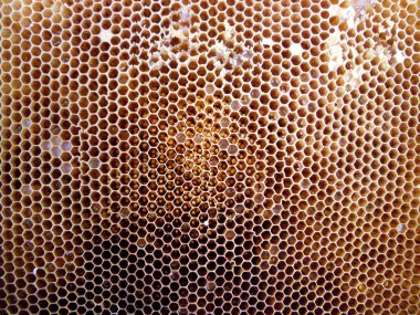 Fotoğraf gösterileri: arı kovanı, tatlım nektar, kovan kanatlı oğul arı, petek, balmumu, özel arı kovanı, arıcı, balmumu. Arı kovanı bal beeswaxes, peteğin, arıcılar için. Apiculture kovan petek oluşur.