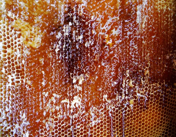 Den Foto Visar Bikupa Honungsnektar Hive Svärm Bevingade Bee Honeycomb — Stockfoto