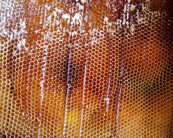 La foto abstracta para el tema miel natural — Foto de Stock