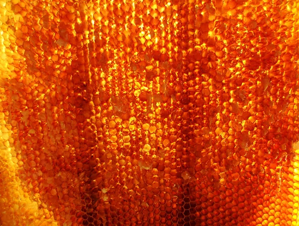 Fotoğraf gösterileri: arı kovanı, tatlım nektar, kovan kanatlı oğul arı, petek, balmumu, özel arı kovanı, arıcı, balmumu. Arı kovanı bal beeswaxes, peteğin, arıcılar için. Apiculture kovan petek oluşur.