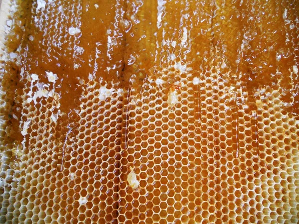 Das Foto Zeigt Bienenstock Honignektar Bienenschwarm Geflügelte Biene Wabe Wachs — Stockfoto