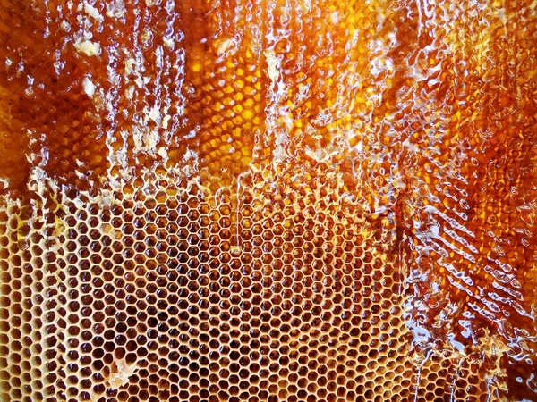 Foto Toont Bijenkorf Honing Nectar Korf Zwerm Gevleugelde Honingbij Honingraat — Stockfoto