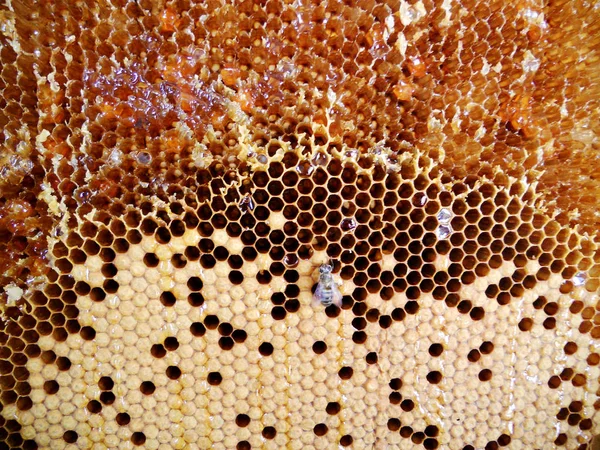 テーマ天然蜂蜜の抽象的な写真 — ストック写真