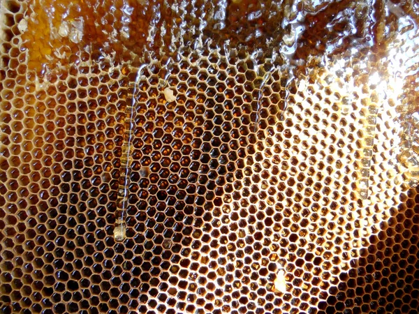 Fotoğraf gösterileri: arı kovanı, tatlım nektar, kovan kanatlı oğul arı, petek, balmumu, özel arı kovanı, arıcı, balmumu. Arı kovanı bal beeswaxes, peteğin, arıcılar için. Apiculture kovan petek oluşur.