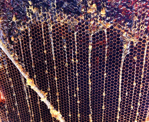 Photo Shows Beehive Honey Nectar Hive Swarm Winged Bee Honeycomb — Stock Photo, Image