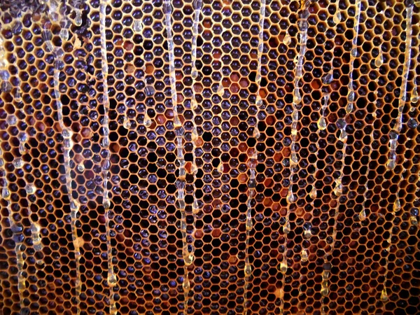 Fotoğraf gösterileri: arı kovanı, tatlım nektar, kovan kanatlı oğul arı, petek, balmumu, özel arı kovanı, arıcı, balmumu. Arı kovanı bal beeswaxes, peteğin, arıcılar için. Apiculture kovan petek oluşur.