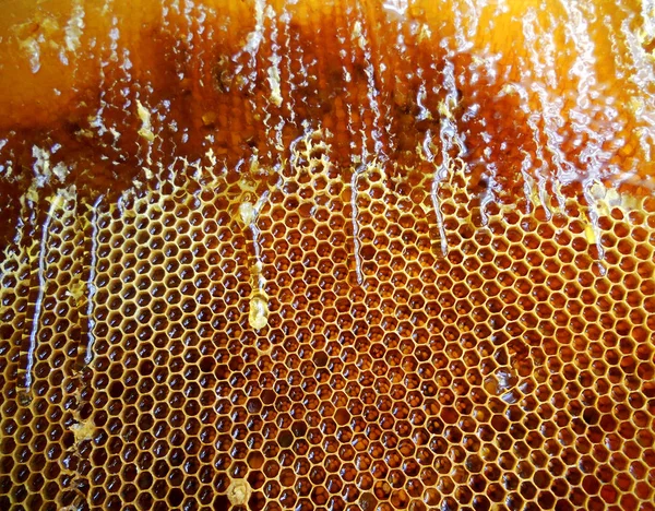 Φωτογραφία Δείχνει Κυψέλη Μέλι Νέκταρ Φτερωτό Σμήνος Μέλισσα Κυψέλη Κηρήθρα — Φωτογραφία Αρχείου