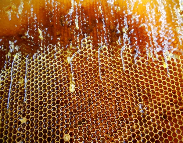 Foto Muestra Colmena Néctar Miel Colmena Enjambre Abejas Aladas Panal — Foto de Stock