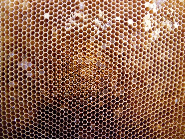 Fotoğraf gösterileri: arı kovanı, tatlım nektar, kovan kanatlı oğul arı, petek, balmumu, özel arı kovanı, arıcı, balmumu. Arı kovanı bal beeswaxes, peteğin, arıcılar için. Apiculture kovan petek oluşur.