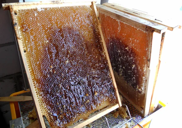 De abstracte foto voor thema natuurlijke honing — Stockfoto