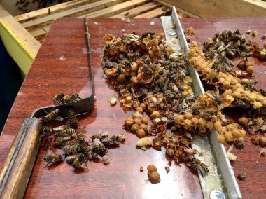 altın bal dolu arı kovanından petek