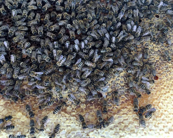 Structure hexagonale abstraite est nid d'abeille rempli d'esprit ruche — Photo
