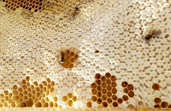 Abstrakt Hexagon struktur är Honeycomb från Bee Hive fylld wit — Stockfoto