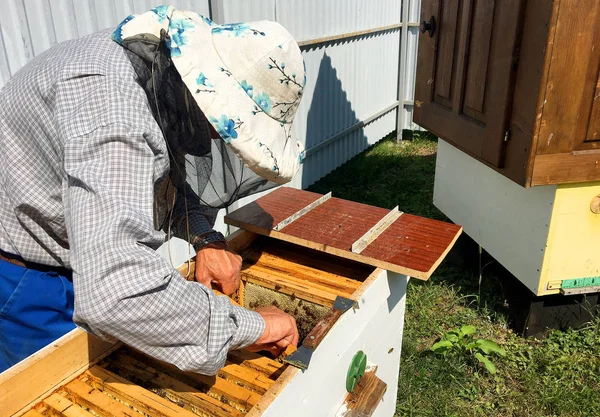 翼を持つミツバチは、養蜂家がプライベートで蜜を集めるためにゆっくりと飛ぶ — ストック写真