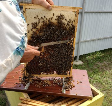Kanatlı arı yavaşça Arıcılık toplamak nektar uçar 