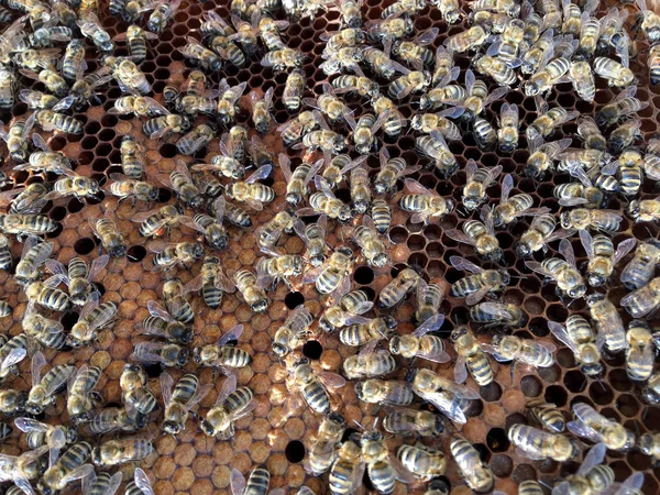 Estructura hexágono abstracta es panal de abeja colmena llena ingenio — Foto de Stock