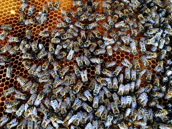 Abstract hexagon structure is honeycomb from bee hive filled wit — Stock Photo, Image