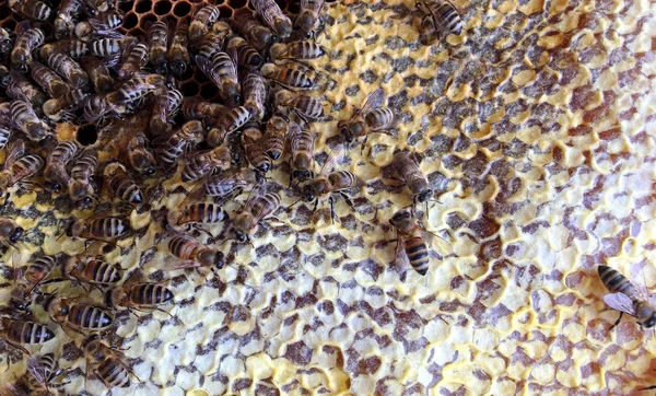 Estructura hexágono abstracta es panal de abeja colmena llena ingenio — Foto de Stock