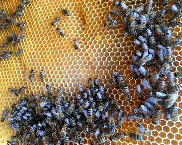 Abstrakte sechseckige Struktur ist Wabe aus Bienenstock gefüllt mit Witz — Stockfoto