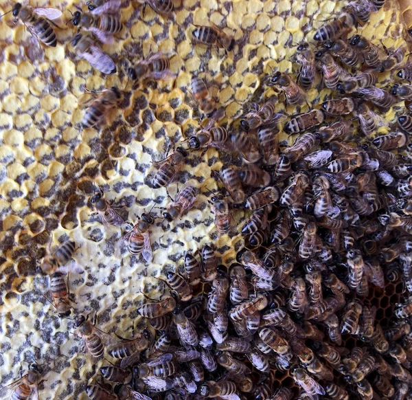 Абстрактная шестиугольная структура это соты из пчелиного улья, заполненные остроумием — стоковое фото
