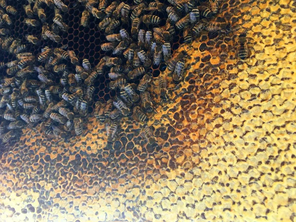 Estrutura hexágono abstrato é favo de mel da colmeia de abelhas preenchido sagacidade — Fotografia de Stock