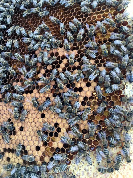 Абстрактна структура шестикутника це стілець з бджолиного вулика, наповненого відьмою — стокове фото