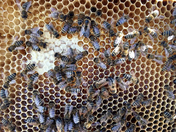 Estructura hexágono abstracta es panal de abeja colmena llena ingenio — Foto de Stock