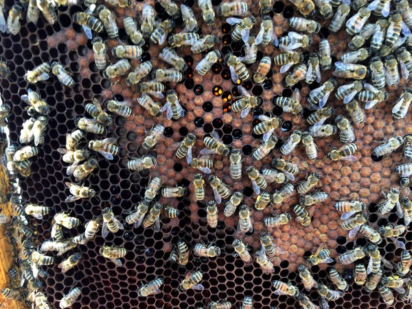 Abstracte zeshoek structuur is honingraat van Bee Hive gevuld wit — Stockfoto