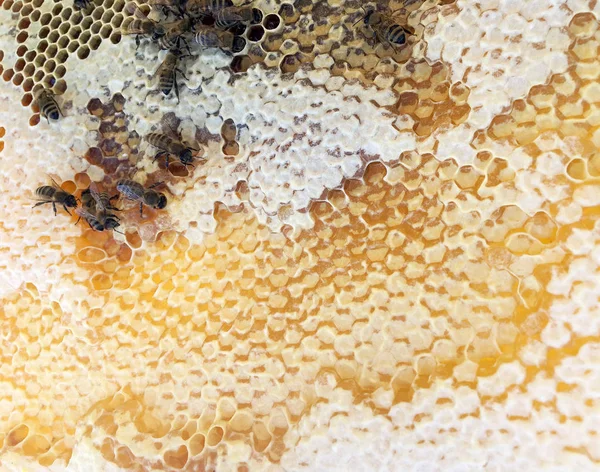 Abstrakt Hexagon struktur är Honeycomb från Bee Hive fylld wit — Stockfoto