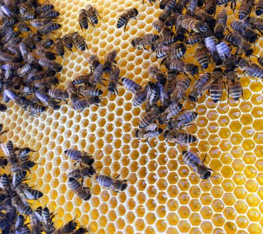 Soyut altıgen yapı arı kovanı dolu zekâ petek