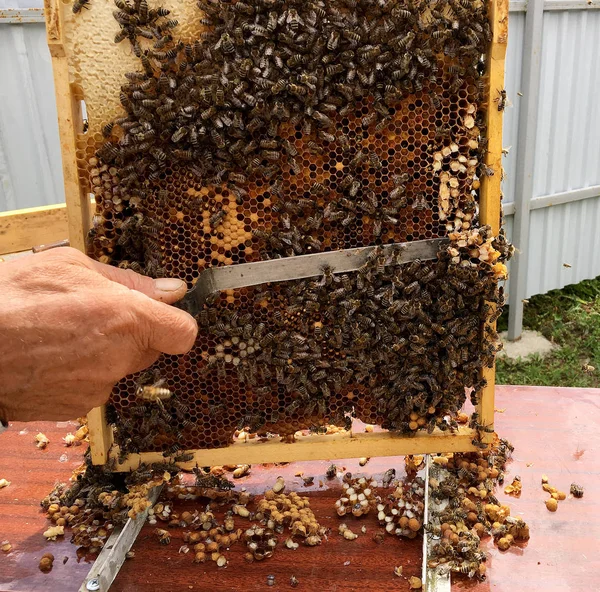 羽ばたきなミツバチは蜜を集めるためにゆっくりと飛ぶ — ストック写真