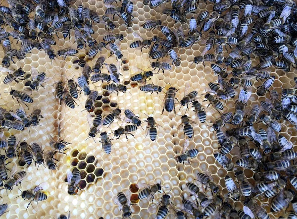 Elvont hatszög szerkezet méhsejt-tól méh kaptár töltött — Stock Fotó