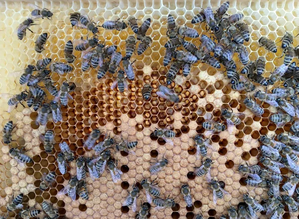 Абстрактная шестиугольная структура это соты из пчелиного улья, заполненные остроумием — стоковое фото