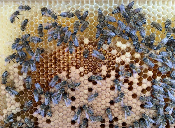 Estructura hexágono abstracta es panal de abeja colmena llena ingenio — Foto de Stock