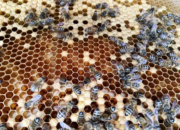 Abstrakte sechseckige Struktur ist Wabe aus Bienenstock gefüllt mit Witz — Stockfoto