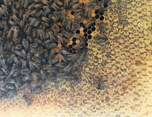 Абстрактна структура шестикутника це стілець з бджолиного вулика, наповненого відьмою — стокове фото