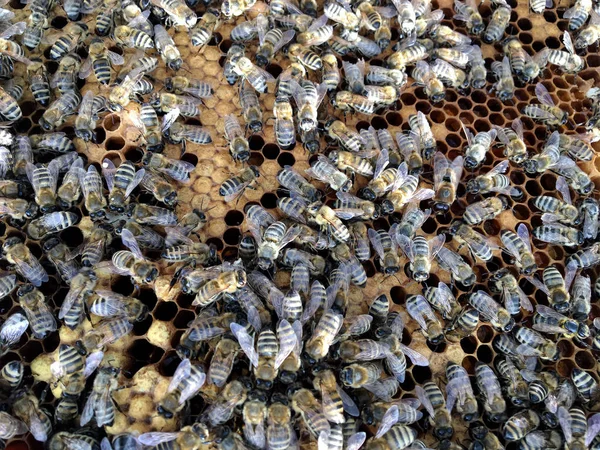 Abstrakte sechseckige Struktur ist Wabe aus Bienenstock gefüllt mit Witz — Stockfoto