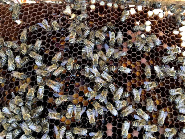 Estructura hexágono abstracta es panal de abeja colmena llena ingenio —  Fotos de Stock