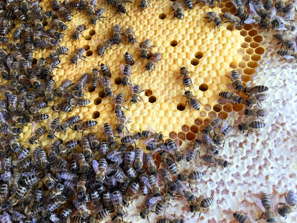 Abstrakte sechseckige Struktur ist Wabe aus Bienenstock gefüllt mit Witz — Stockfoto