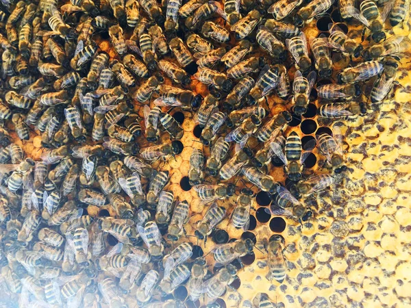 概要六角形の構造は 蜂の巣状に金色の蜂蜜で満たされたハニカムである ミツバチの村から蜂蜜で構成されるハニカム夏の組成物 ミツバチの蜂蜜の農村地方へのハニカム — ストック写真