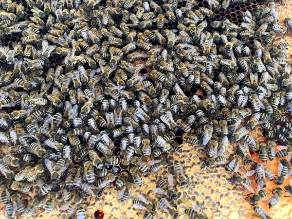Абстрактная Шестиугольная Структура Соты Пчелиного Улья Наполненные Золотым Медом Сотовые — стоковое фото