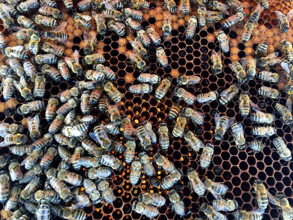 Die Abstrakte Sechseckige Struktur Besteht Aus Bienenwaben Die Mit Goldenem — Stockfoto