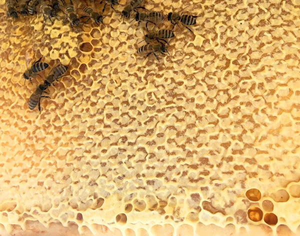 Abstract Hexagon Structure Honeycomb Bee Hive Filled Golden Honey Honeycomb — Stock Photo, Image