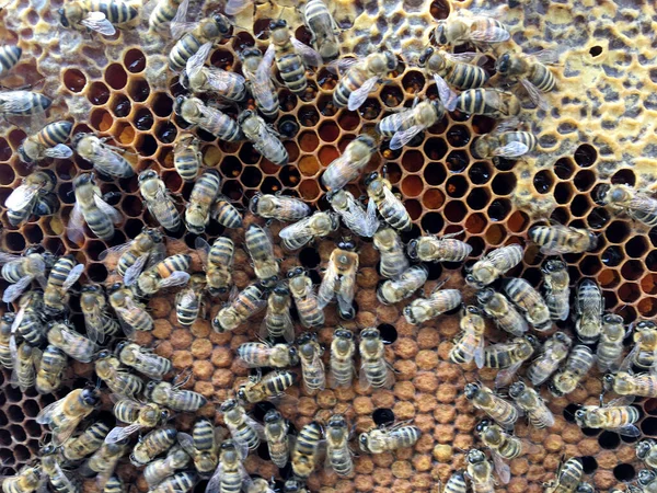 Estructura Hexágono Abstracta Panal Abeja Colmena Llena Miel Oro Fotografía — Foto de Stock