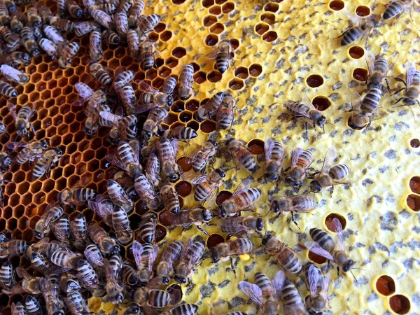 Abstract Hexagon Structure Honeycomb Bee Hive Filled Golden Honey Honeycomb — Stock Photo, Image