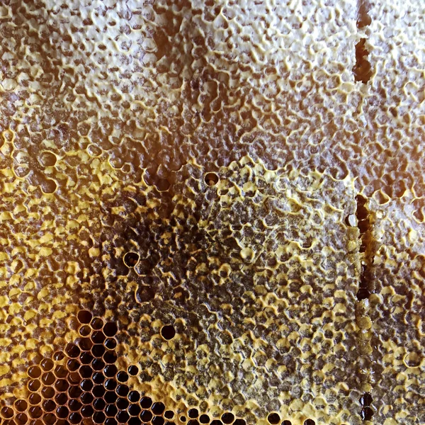 Abstract Hexagon Structure Honeycomb Bee Hive Filled Golden Honey Honeycomb — Stock Photo, Image